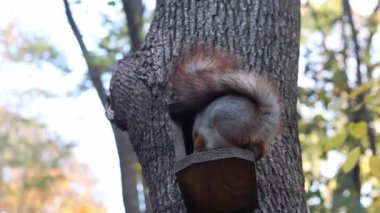 Yumuşak sincap yakın plan. Parktaki bir yem sincabının üzerinde oturan sincap. Ağaçtaki sevimli tüylü kemirgen. Sincap, arka planında bulanıklık olan bir besleyicinin üzerinde oturuyor. Doğa. Parktaki hayvan.