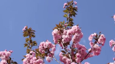 Pembe sakura çiçeği. Çiçek açmış bir ağaç. Bol sakura çiçekleri ve hafif bir esinti. Çiçeklerle kaplı güzel dallar. Doğal arkaplan