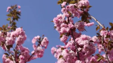 Pembe sakura çiçeği. Çiçek açmış bir ağaç. Bol sakura çiçekleri ve hafif bir esinti. Çiçeklerle kaplı güzel dallar. Doğal arkaplan