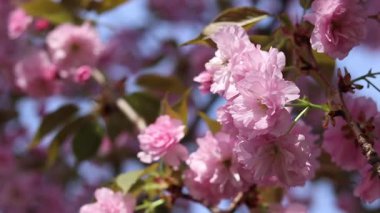 Pembe sakura çiçeği. Çiçek açmış bir ağaç. Bol sakura çiçekleri ve hafif bir esinti. Çiçeklerle kaplı güzel dallar. Doğal arkaplan