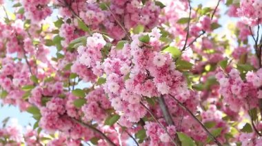 Pembe sakura çiçeği. Çiçek açmış bir ağaç. Bol sakura çiçekleri ve hafif bir esinti. Çiçeklerle kaplı güzel dallar. Doğal arkaplan