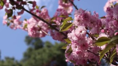 Pembe sakura çiçeği. Çiçek açmış bir ağaç. Bol sakura çiçekleri ve hafif bir esinti. Çiçeklerle kaplı güzel dallar. Doğal arkaplan