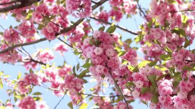 Pembe sakura çiçeği. Çiçek açmış bir ağaç. Bol sakura çiçekleri ve hafif bir esinti. Çiçeklerle kaplı güzel dallar. Doğal arkaplan