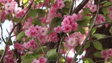 Pembe sakura çiçeği. Çiçek açmış bir ağaç. Bol sakura çiçekleri ve hafif bir esinti. Çiçeklerle kaplı güzel dallar. Doğal arkaplan