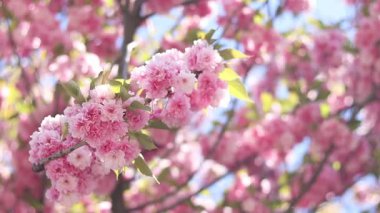 Pembe sakura çiçeği. Çiçek açmış bir ağaç. Bol sakura çiçekleri ve hafif bir esinti. Çiçeklerle kaplı güzel dallar. Doğal arkaplan