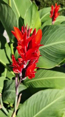 Yeşil yaprakların arasında büyük kırmızı çiçekler. Çiçek açamam. Parlak kırmızı konserve çiçekleri yeşil yaprakların arasında yetişir. Doğal arka plan. Parkta çiçekler