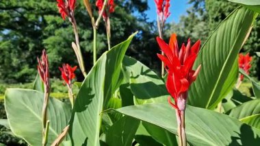 Yeşil yaprakların arasında büyük kırmızı çiçekler. Çiçek açamam. Parlak kırmızı konserve çiçekleri yeşil yaprakların arasında yetişir. Doğal arka plan. Parkta çiçekler