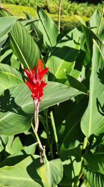 Yeşil yaprakların arasında büyük kırmızı çiçekler. Çiçek açamam. Parlak kırmızı konserve çiçekleri yeşil yaprakların arasında yetişir. Doğal arka plan. Parkta çiçekler