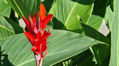 Yeşil yaprakların arasında büyük kırmızı çiçekler. Çiçek açamam. Parlak kırmızı konserve çiçekleri yeşil yaprakların arasında yetişir. Doğal arka plan. Parkta çiçekler