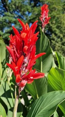 Yeşil yaprakların arasında büyük kırmızı çiçekler. Çiçek açamam. Parlak kırmızı konserve çiçekleri yeşil yaprakların arasında yetişir. Doğal arka plan. Parkta çiçekler