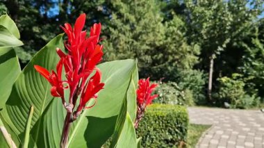 Yeşil yaprakların arasında büyük kırmızı çiçekler. Çiçek açamam. Parlak kırmızı konserve çiçekleri yeşil yaprakların arasında yetişir. Doğal arka plan. Parkta çiçekler