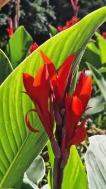 Yeşil yaprakların arasında büyük kırmızı çiçekler. Çiçek açamam. Parlak kırmızı konserve çiçekleri yeşil yaprakların arasında yetişir. Doğal arka plan. Parkta çiçekler