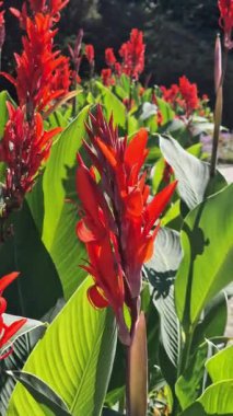 Yeşil yaprakların arasında büyük kırmızı çiçekler. Çiçek açamam. Parlak kırmızı konserve çiçekleri yeşil yaprakların arasında yetişir. Doğal arka plan. Parkta çiçekler