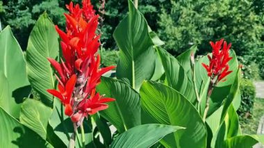 Yeşil yaprakların arasında büyük kırmızı çiçekler. Çiçek açamam. Parlak kırmızı konserve çiçekleri yeşil yaprakların arasında yetişir. Doğal arka plan. Parkta çiçekler