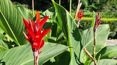 Yeşil yaprakların arasında büyük kırmızı çiçekler. Çiçek açamam. Parlak kırmızı konserve çiçekleri yeşil yaprakların arasında yetişir. Doğal arka plan. Parkta çiçekler