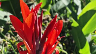 Yeşil yaprakların arasında büyük kırmızı çiçekler. Çiçek açamam. Parlak kırmızı konserve çiçekleri yeşil yaprakların arasında yetişir. Doğal arka plan. Parkta çiçekler