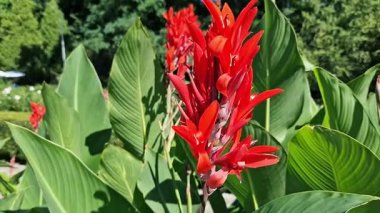 Yeşil yaprakların arasında büyük kırmızı çiçekler. Çiçek açamam. Parlak kırmızı konserve çiçekleri yeşil yaprakların arasında yetişir. Doğal arka plan. Parkta çiçekler