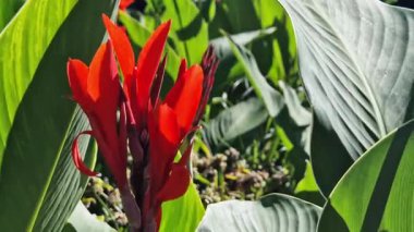 Yeşil yaprakların arasında büyük kırmızı çiçekler. Çiçek açamam. Parlak kırmızı konserve çiçekleri yeşil yaprakların arasında yetişir. Doğal arka plan. Parkta çiçekler