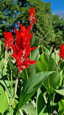 Yeşil yaprakların arasında büyük kırmızı çiçekler. Çiçek açamam. Parlak kırmızı konserve çiçekleri yeşil yaprakların arasında yetişir. Doğal arka plan. Parkta çiçekler