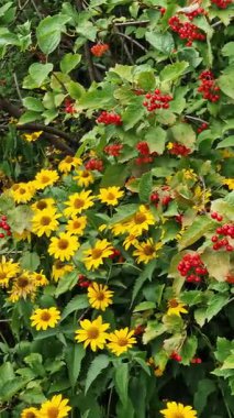 Viburnum 'un yanındaki sarı çiçekler. Yakınlarda helopsis ve viburnum çalıları var. Çiçekli doğal bir arka plan. Seçici odaklanma. Sarı çiçekler ve kırmızı viburnum çilekleri ile doğal arka plan