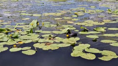 Yaygın bir kuş. Sarı Nilüfer 'in arasında nehirde yüzen beyaz gagalı küçük siyah bir kuş. Küçük su kuşu. Gölette yüzüp yiyecek bir şeyler arayan sıradan bir yaban ördeği. Doğa