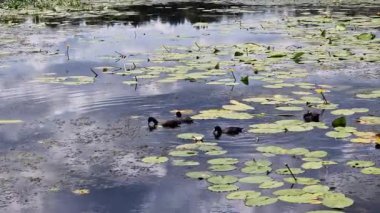 Yaygın bir kuş. Sarı Nilüfer 'in arasında nehirde yüzen beyaz gagalı küçük siyah bir kuş. Küçük su kuşu. Gölette yüzüp yiyecek bir şeyler arayan sıradan bir yaban ördeği. Doğa