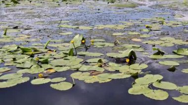 Yaygın bir kuş. Sarı Nilüfer 'in arasında nehirde yüzen beyaz gagalı küçük siyah bir kuş. Küçük su kuşu. Gölette yüzüp yiyecek bir şeyler arayan sıradan bir yaban ördeği. Doğa