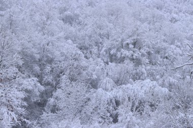 Karla kaplı ağaçlarla güzel bir kış manzarası. Kış masalı manzarası. Tepedeki beyaz karla kaplı ağaçlar. Kışın doğa. Doğa karlı orman. Soğuk hava. Doğada mevsimlik. Buz