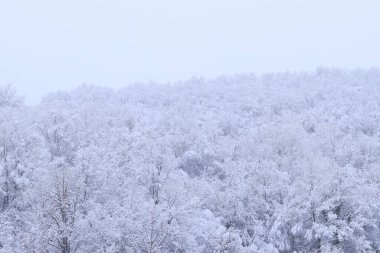 Karla kaplı ağaçlarla güzel bir kış manzarası. Kış masalı manzarası. Tepedeki beyaz karla kaplı ağaçlar. Kışın doğa. Doğa karlı orman. Soğuk hava. Doğada mevsimlik. Buz