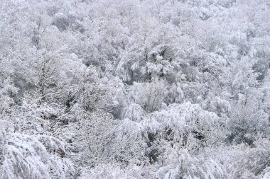 Karla kaplı ağaçlarla güzel bir kış manzarası. Kış masalı manzarası. Tepedeki beyaz karla kaplı ağaçlar. Kışın doğa. Doğa karlı orman. Soğuk hava. Doğada mevsimlik. Buz