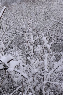 Karla kaplı ağaçlarla güzel bir kış manzarası. Kış masalı manzarası. Tepedeki beyaz karla kaplı ağaçlar. Kışın doğa. Doğa karlı orman. Soğuk hava. Doğada mevsimlik. Buz