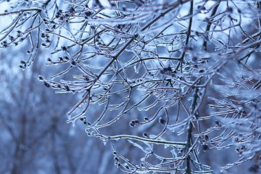 Buzla kaplı ağaçlar. Buzla kaplı ağaç dallarına yakın çekim. Kışın doğa. Ağaç dallarının etrafındaki kalın buz tabakası, seçici odaklanma. Buz. Kış. Donmuş orman. Soğuk hava