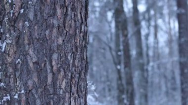 Karlı bir ormanın arka planında bir ağaç gövdesi. Kış. Ağaç ve düşen kar, bulanık arkaplan. Kışın doğa. Karla kaplı orman. Kışın ormanda düşen kar taneleri.