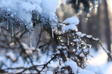 Kar ve buzla kaplı Noel ağacı dalları. Noel ağacının dallarındaki iğneler buzla kaplı, seçici bir odak noktası. Ormanda kış. Batan güneş dalların arasından parlıyor.