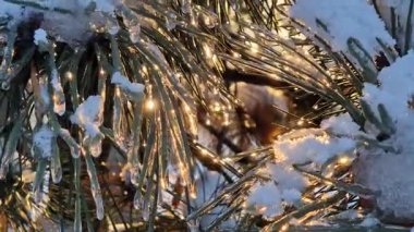 Gün batımında güneşin ışınları kozalaklı bir bitkinin dalları arasında parlar. Güneş ışınlarından gelen buzla kaplı dallar seçici bir odak noktası. Ormanda kış. İğnelerde buz var.