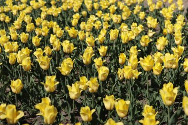 Sarı lale çayırı. Güzel sarı çiçekler. Lale tarlası, çiçekler yakın plan. Doğa. Çiçek arka planı