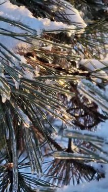 Kış ormanında gün batımı. Ağaç dallarında buzla kaplanmış iğnelerin yakın çekimi. Kozalaklı bir bitkinin üzerinde kar ve buz. Güneş ışınları ağacın kozalaklı dallarında parlıyor. Kışın doğa.