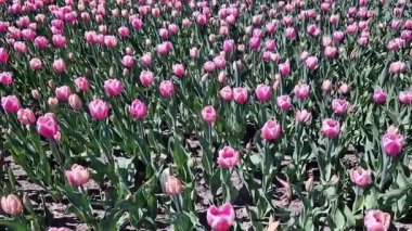 Pembe lale çayırı. Güzel parlak çiçekler. Lale tarlası, çiçekler yakın plan. Doğa. Çiçek arka planı