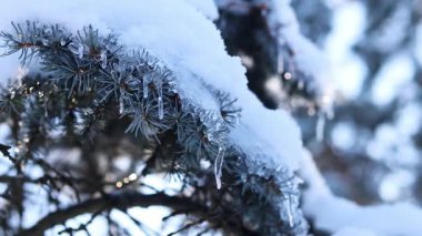 Kar ve buzla kaplı ladin ya da köknar dalları. Küçük buz sarkıtları kozalaklı bir ağacın dallarına asılı. Ormanda kış. Karla kaplı ağaçlar, dallar. Kışın doğa.