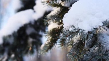 Kar ve buzla kaplı ladin ya da köknar dalları. Küçük buz sarkıtları kozalaklı bir ağacın dallarına asılı. Ormanda kış. Karla kaplı ağaçlar, dallar. Kışın doğa.