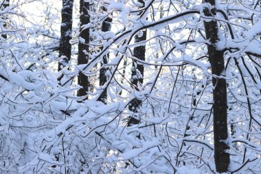 Karlı bir ormanın manzarası. Ağaçlar ve çalılar kalın bir beyaz kar tabakasıyla kaplı. Ormanda kış günü. Karlı bir ormanda doğanın manzarası. Güzel kar manzarası, kış beyaz ormanı.