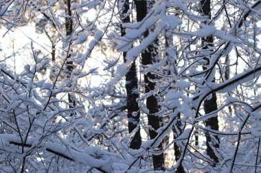Karlı bir ormanın manzarası. Ağaçlar ve çalılar kalın bir beyaz kar tabakasıyla kaplı. Ormanda kış günü. Karlı bir ormanda doğanın manzarası. Güzel kar manzarası, kış beyaz ormanı.