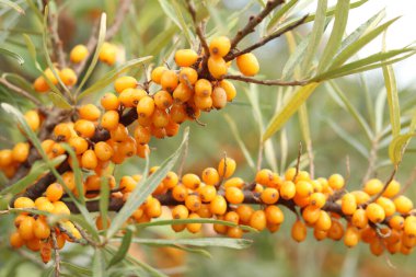 Deniz dikenli diken hasadı. Olgun deniz dikenli üzümleri dalların üzerinde. Doğa. Lezzetli ve sağlıklı deniz dikenli meyveleri. Yaprakların arasında parlak turuncu meyveler