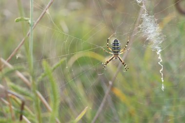 Örümcek Argiope bryuennichi. Bulanık bir arka planda parlak bir örümcek. Çizgili, sarı-siyah-beyaz karnı olan örümcek, yakın plan. Örümcek yakın planda.