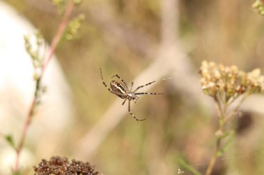 Örümcek Argiope bryuennichi. Bulanık bir arka planda parlak bir örümcek. Çizgili, sarı-siyah-beyaz karnı olan örümcek, yakın plan. Örümcek yakın planda.