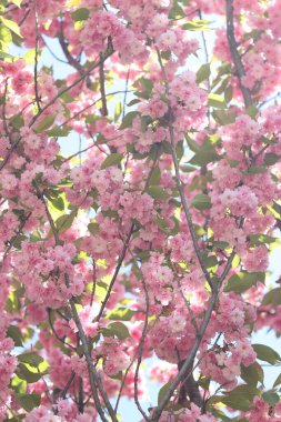 Sakura ağacı çiçek açmış. Pembe sakura çiçekleri. Doğal arka plan. Güzel sakura çiçekleri, çiçekli arka plan. Dekoratif sakura ağacı (Japon kirazı) pembe çiçeklerle muhteşem bir şekilde çiçek açar.