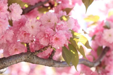 Sakura ağacı çiçek açmış. Pembe sakura çiçekleri. Doğal arka plan. Güzel sakura çiçekleri, çiçekli arka plan. Dekoratif sakura ağacı (Japon kirazı) pembe çiçeklerle muhteşem bir şekilde çiçek açar.