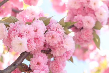 Sakura ağacı çiçek açmış. Pembe sakura çiçekleri. Doğal arka plan. Güzel sakura çiçekleri, çiçekli arka plan. Dekoratif sakura ağacı (Japon kirazı) pembe çiçeklerle muhteşem bir şekilde çiçek açar.