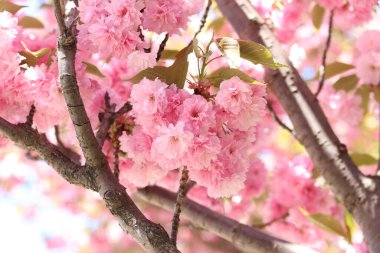 Sakura ağacı çiçek açmış. Pembe sakura çiçekleri. Doğal arka plan. Güzel sakura çiçekleri, çiçekli arka plan. Dekoratif sakura ağacı (Japon kirazı) pembe çiçeklerle muhteşem bir şekilde çiçek açar.