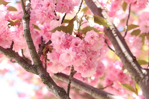 Sakura ağacı çiçek açmış. Pembe sakura çiçekleri. Doğal arka plan. Güzel sakura çiçekleri, çiçekli arka plan. Dekoratif sakura ağacı (Japon kirazı) pembe çiçeklerle muhteşem bir şekilde çiçek açar.